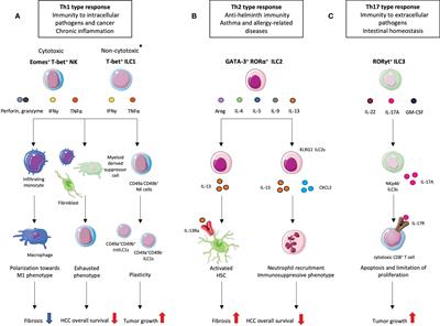 Signaling Pathways Tuning Innate Lymphoid Cell Response to Hepatocellular Carcinoma